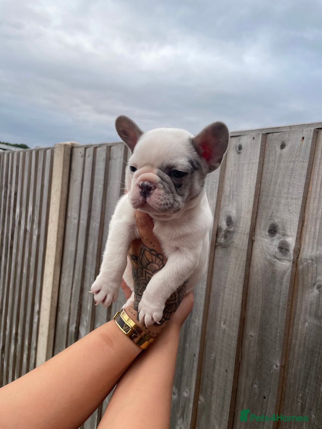 French Bulldog dogs for sale: Beautiful French bulldogs  - Image 7