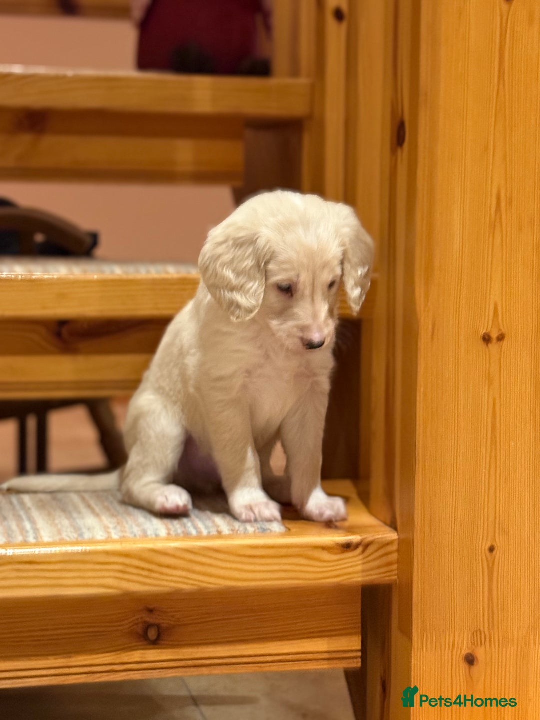 Mixed Breed dogs for sale: 🐾F3 Irish X Australian Labradoodle Puppies  - Advert 36