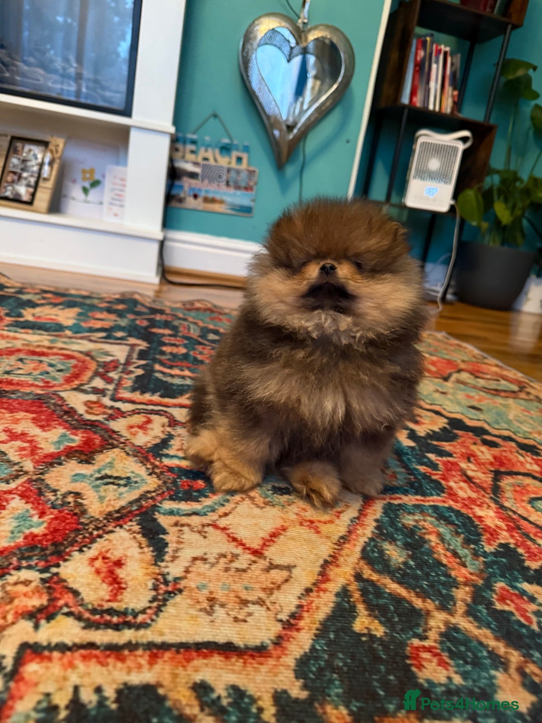 Pomeranian dogs for sale: Xs teddy face Pomeranian  - Image 18
