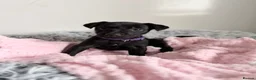 Patterdale Terrier dogs for sale: Patterdale puppies  - Advert 8