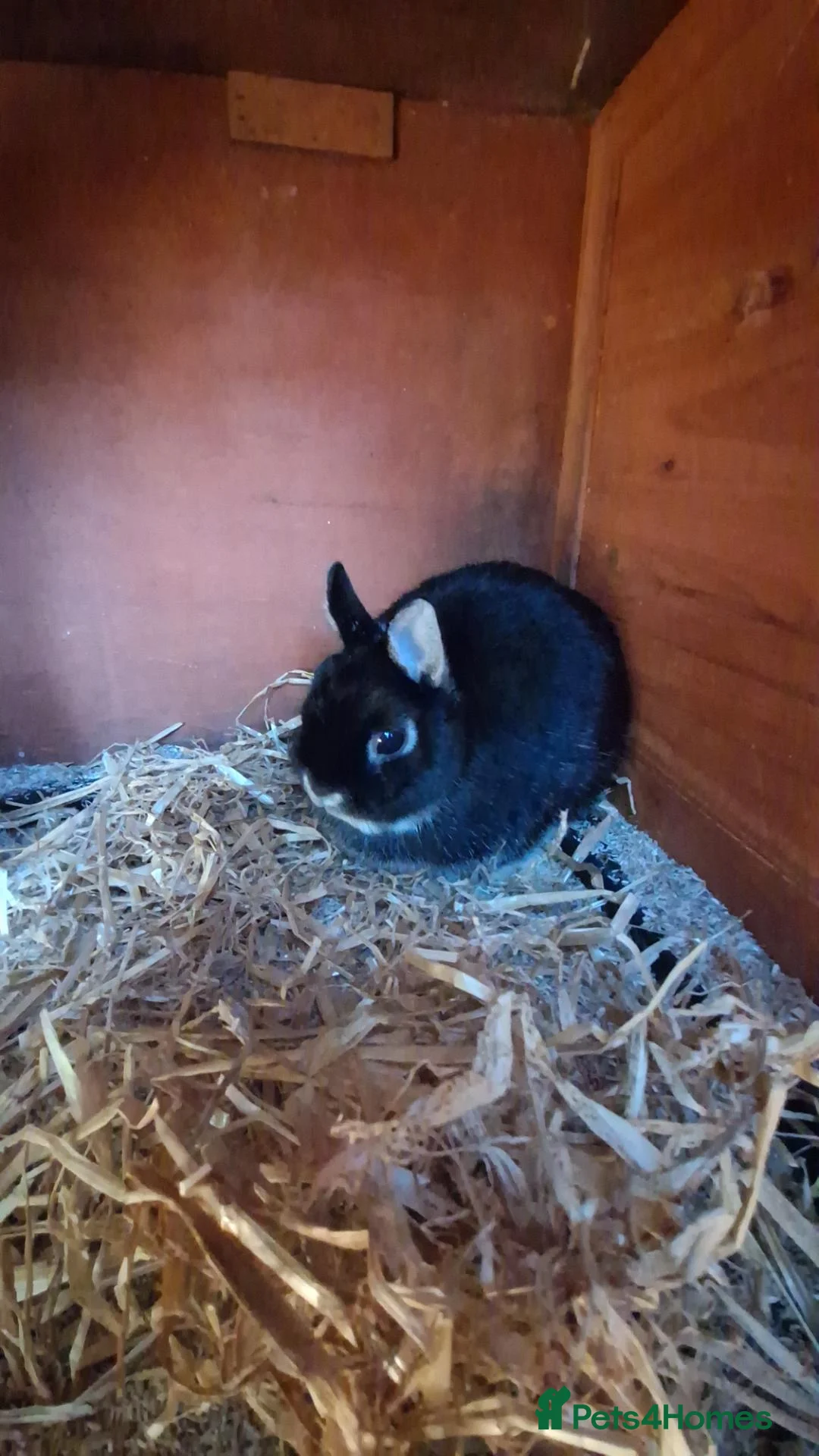 Netherland Dwarf rabbits for sale: Netherland Dwarf rabbits - Advert 2