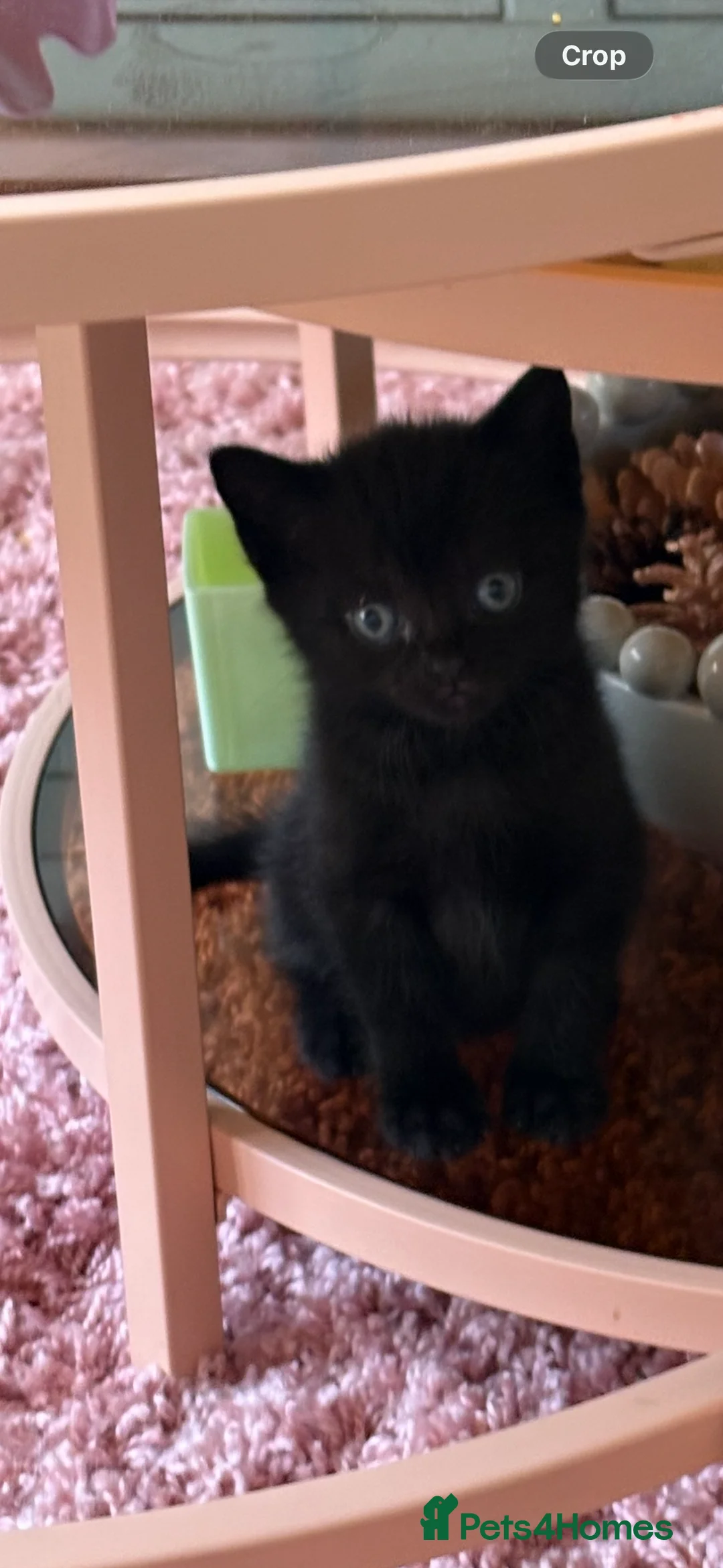 British Shorthair cats for sale: Gorgeous Kittens  - Advert 2