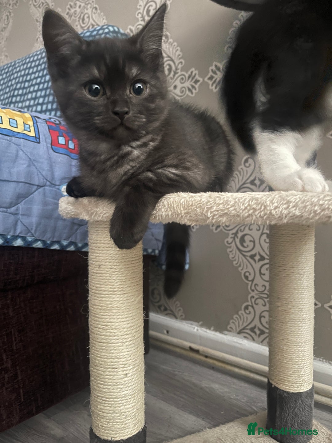 British Shorthair cats for sale: Negotiable British Shorthair  - Image 5