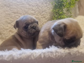 Pug dogs RARE Pug puppies - Advert 5