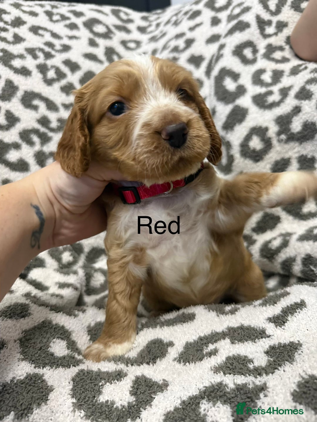 Cocker Spaniel dogs for sale: Beautiful cocker spaniels  - Advert 5