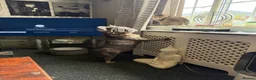French Bulldog dogs for stud: French bulldog  in Birmingham - Advert 3