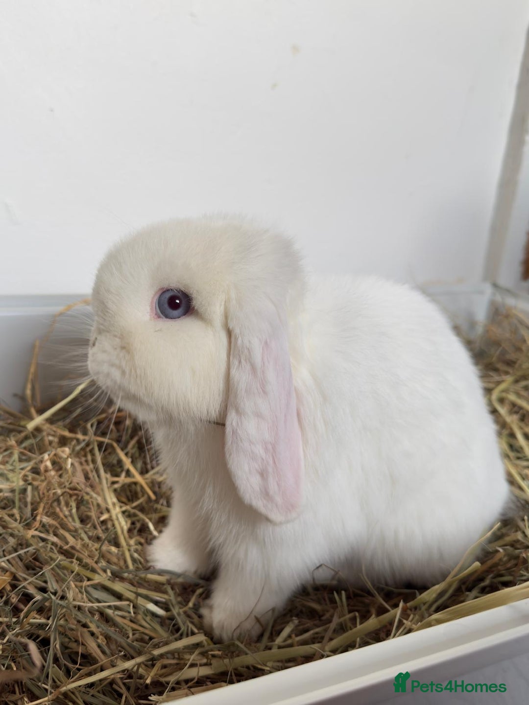Mini Lop rabbits for sale: Bunny for sale - Advert 1