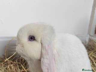 Mini Lop rabbits Bunny for sale - Advert 1
