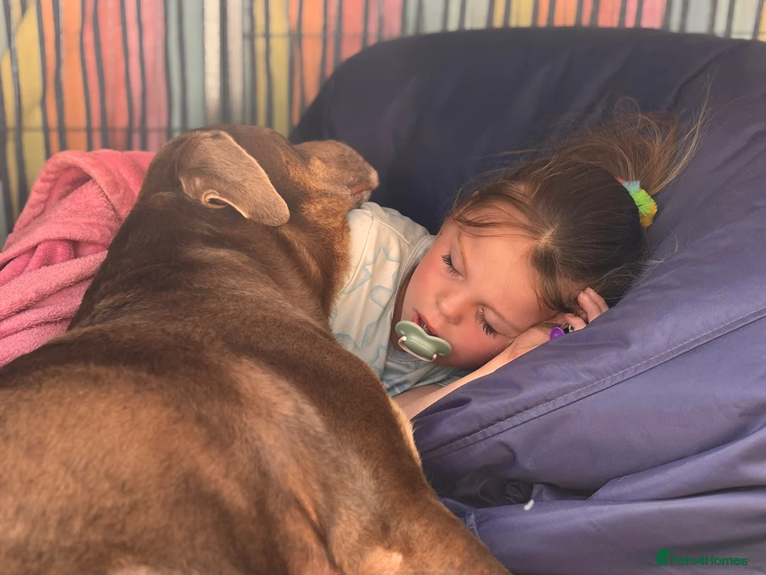 Labrador Retriever dogs for sale: 🐾 Kc reg labrador puppies 🐾  in Beccles - Advert 18