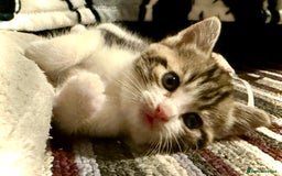 Mixed Breed cats for sale: 4 gorgeous tabby kittens - Image 3