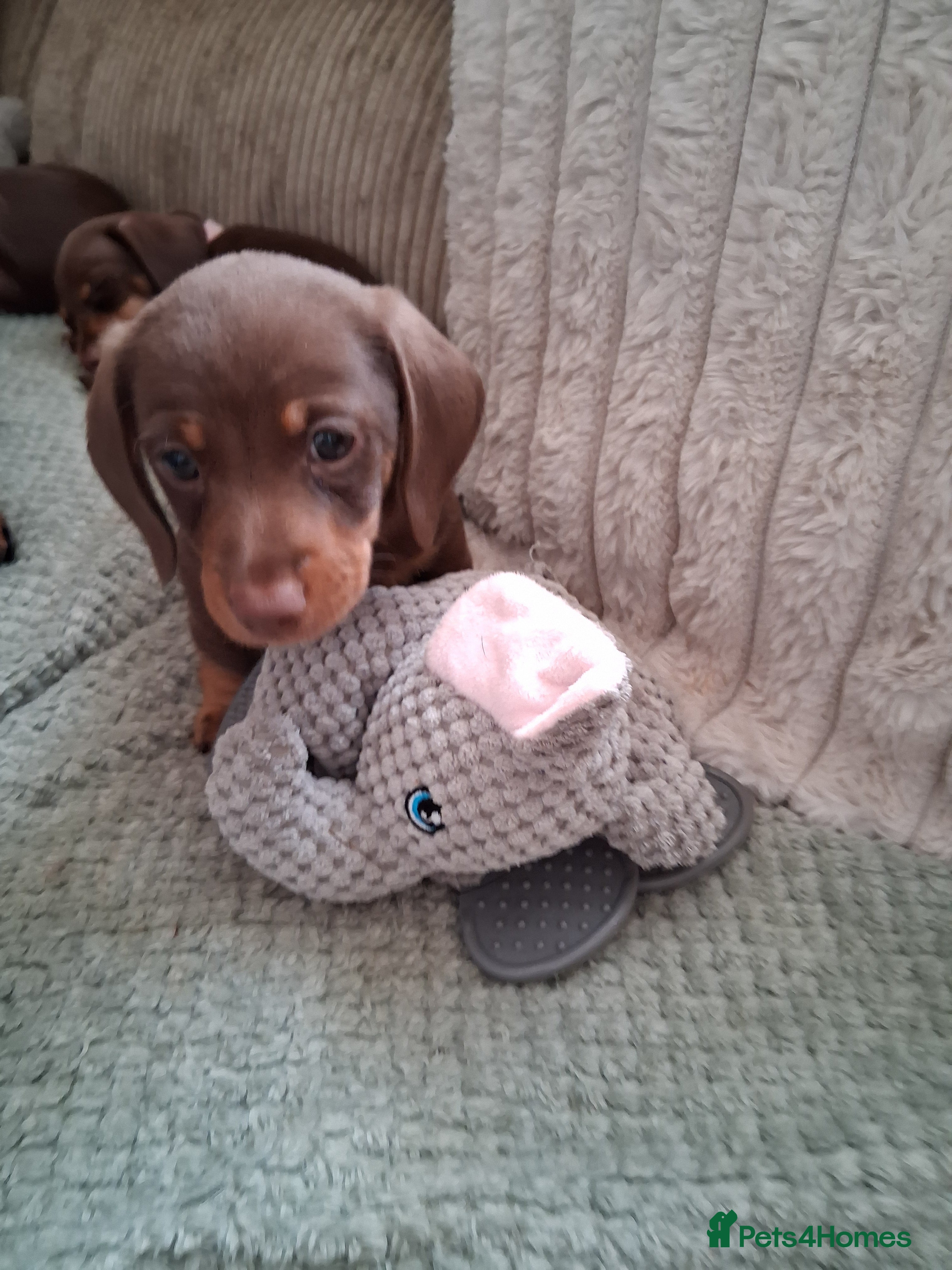 Miniature Dachshund dogs for sale: ONLY 1 BOY LEFT ,READY TO LEAVE THURSDAY 07/05/  - Advert 3