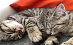 British Shorthair cats for sale: GCCF REGISTERED CHAMPION LINES SILVER SPOTTED BSH - Image 10
