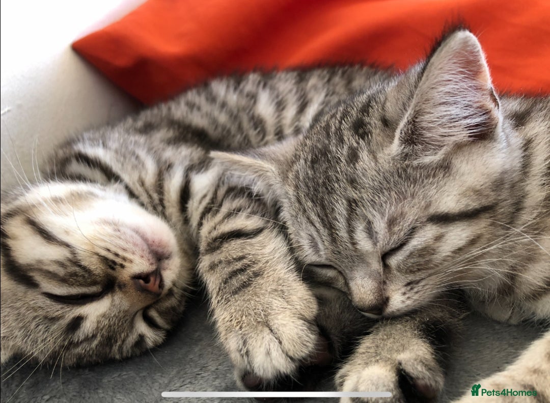 British Shorthair cats for sale: GCCF REGISTERED CHAMPION LINES SILVER SPOTTED BSH - Image 10