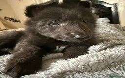 German Shepherd dogs for sale: 6 beautiful long haired German Shepards for sale! - Image 5