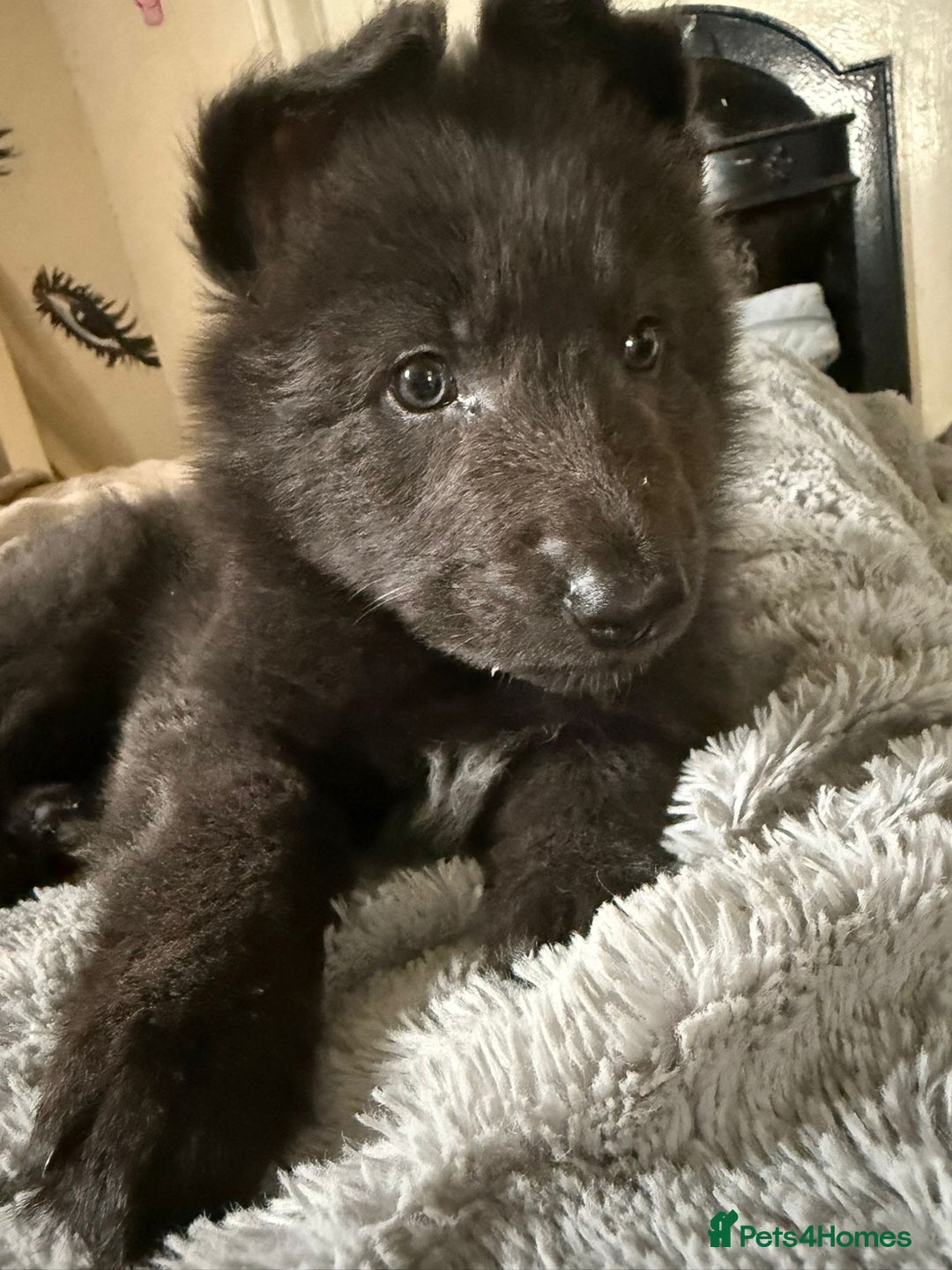 German Shepherd dogs for sale: 6 beautiful long haired German Shepards for sale! - Image 5