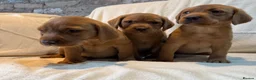 Labrador Retriever dogs for sale: Labradors FOX RED - Advert 11