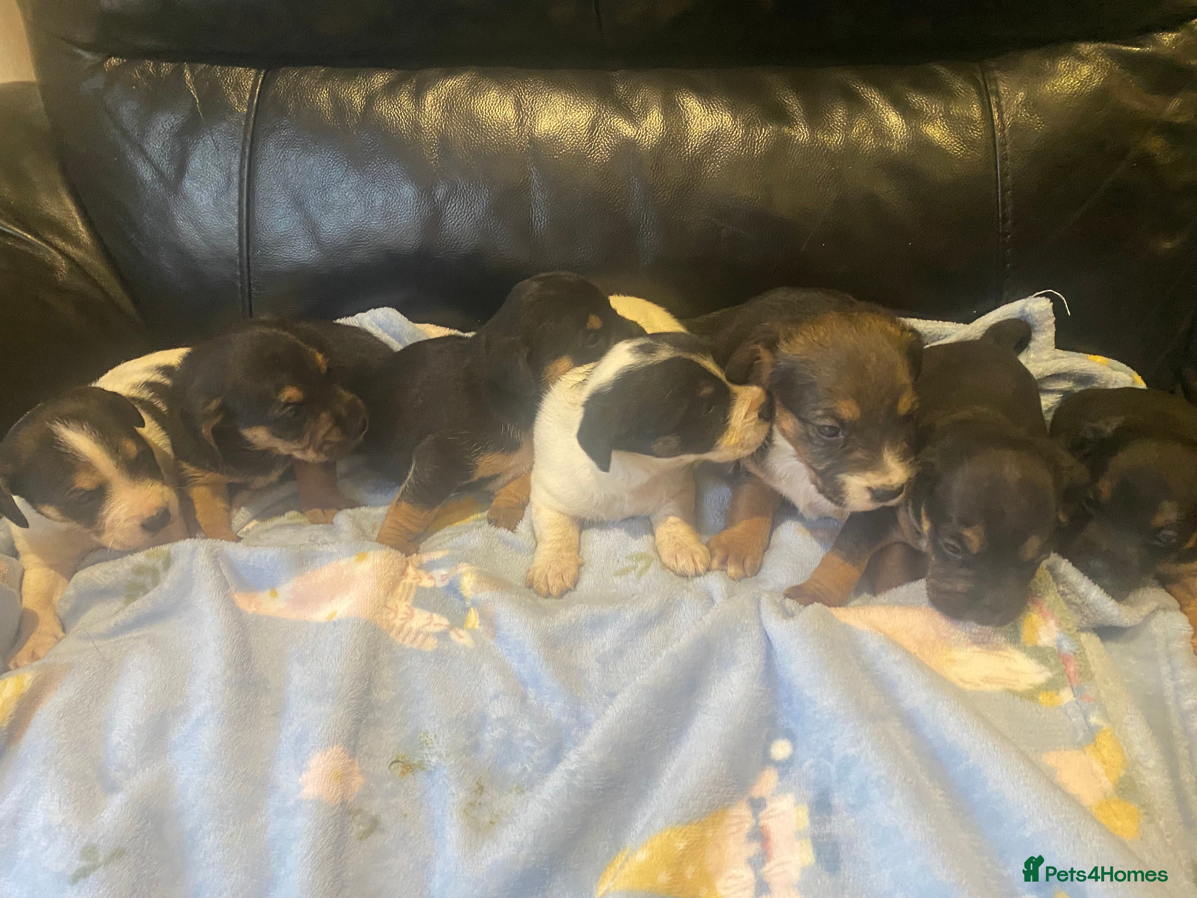 Jack Russell dogs 5 Adorable Black and Tan Jack Russell puppy’s - Advert 4