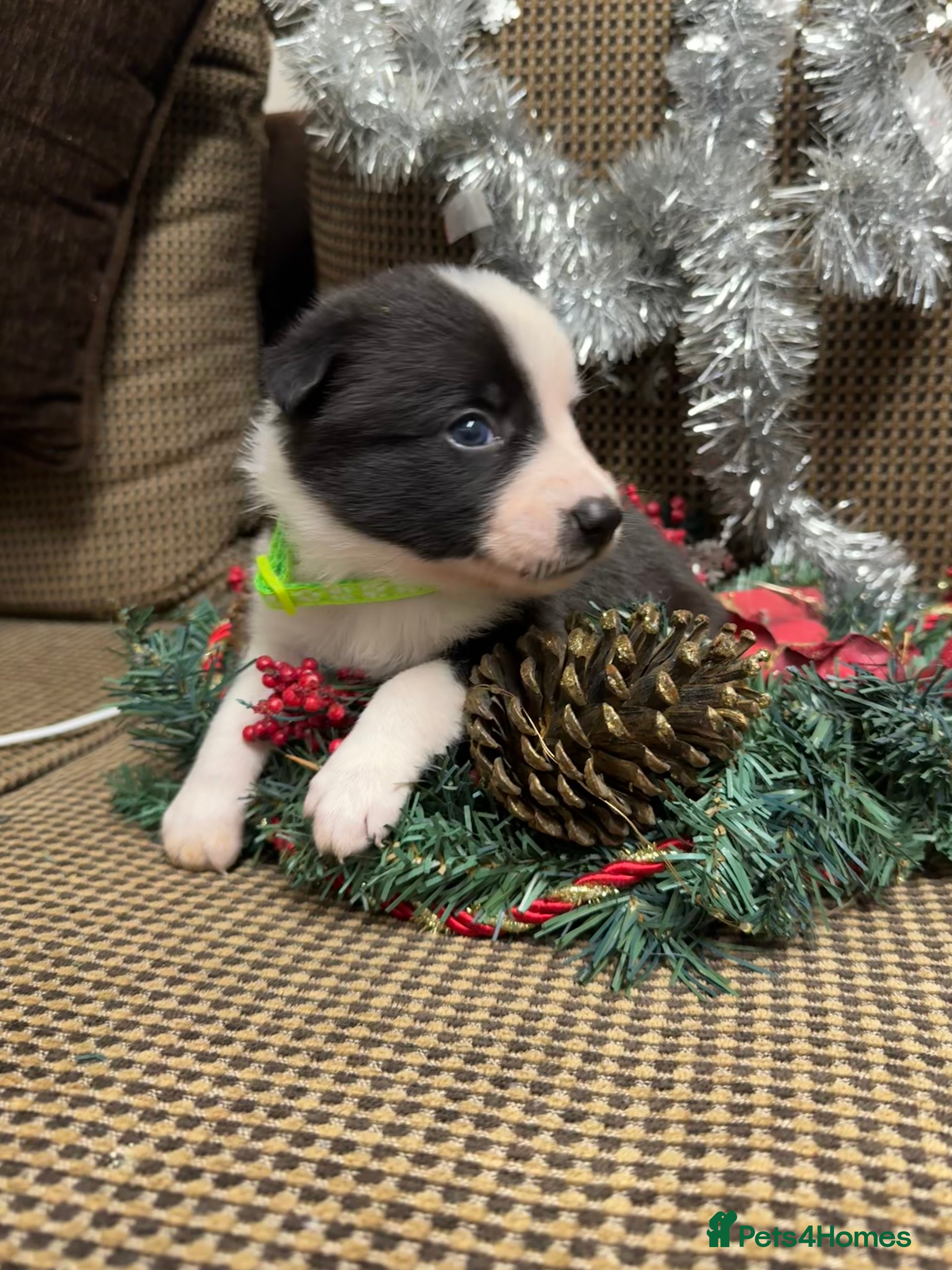 Border Collie dogs Border Collie Puppies  - Advert 3