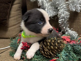Border Collie dogs Border Collie Puppies - Advert 3