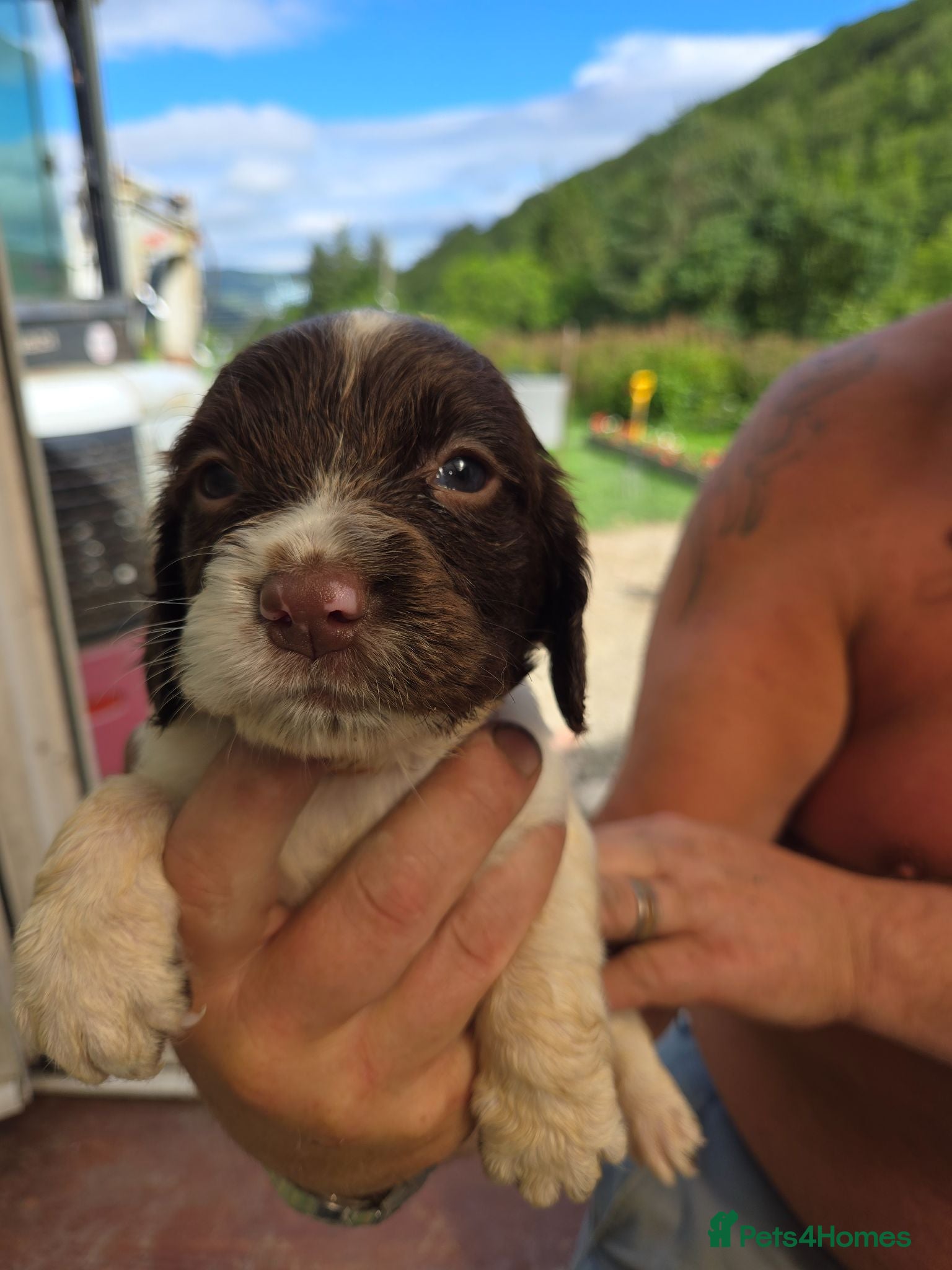 English Springer Spaniel dogs Working English Springer Spaniel Pups - Advert 2