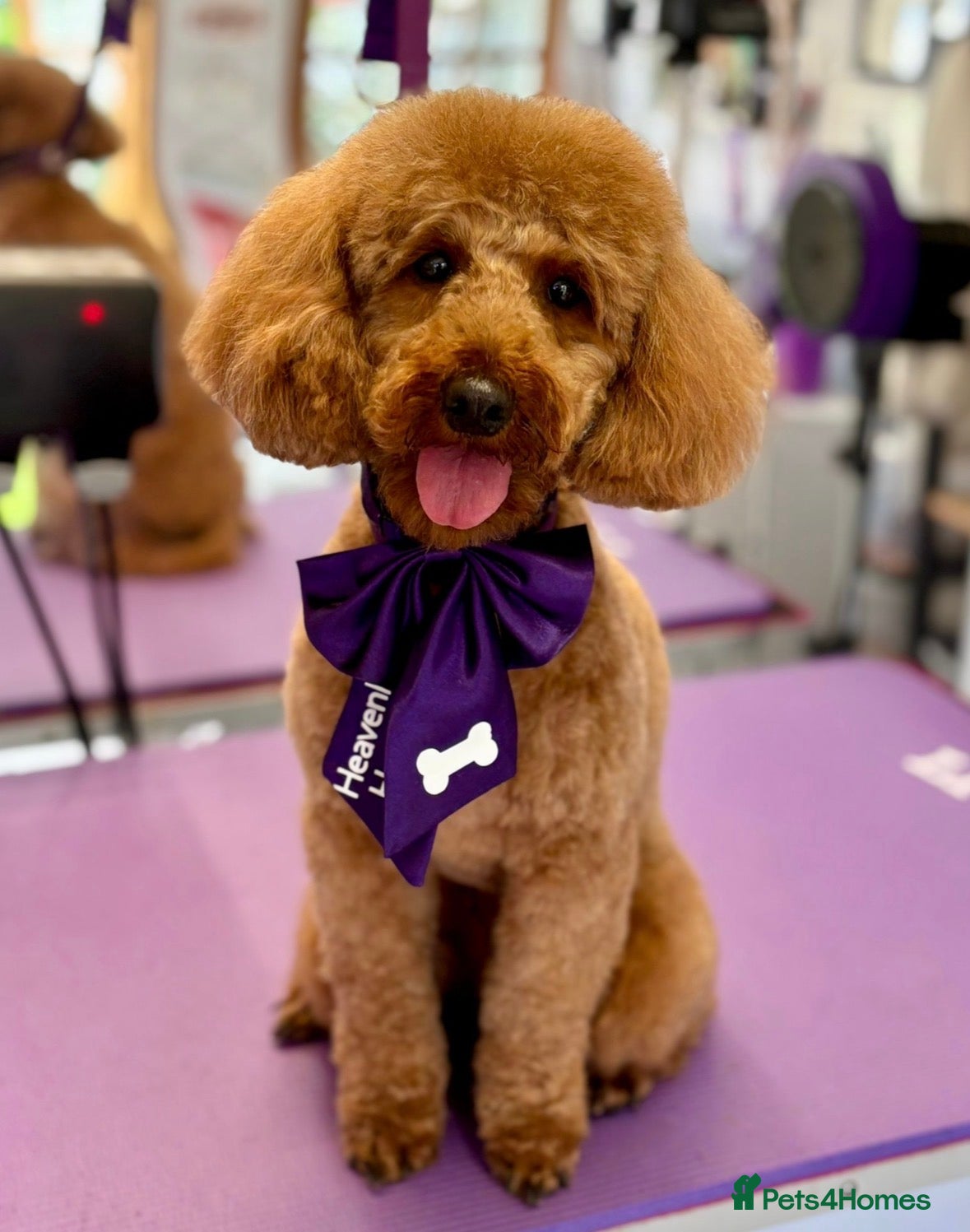 Toy Poodle dogs Beautiful KC registered red toy poodle Peggie  - Advert 1
