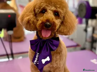 Toy Poodle dogs Beautiful KC registered red toy poodle Peggie - Advert 1