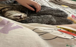 Mixed Breed cats for sale: 2 gorgeous girls tabby and tortoise shell - Image 15