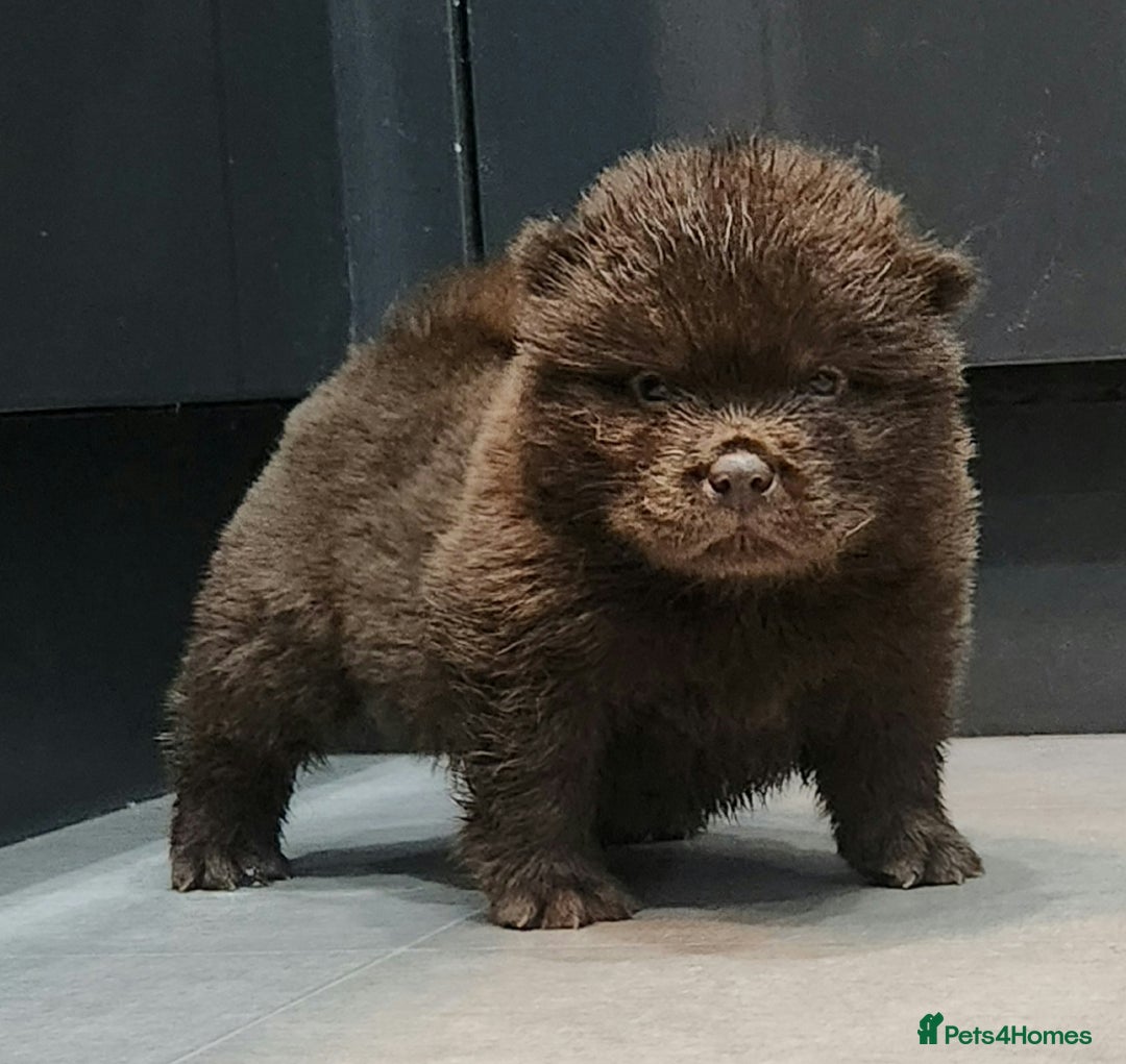 Chow Chow dogs for sale: Chow chow pedigree pups - Advert 7