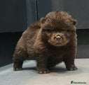 Chow Chow Puppy 7