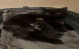 Mixed Breed cats for sale: Black Tabby kittens - Image 4