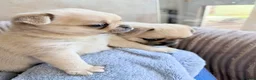 Pug dogs for sale: Pug x Pomeranian mixed breed puppies 🐕 - Advert 7