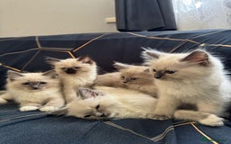 Ragdoll cats for sale: I've got some adorable Ragdoll kittens 😻🥰🐾 - Image 2