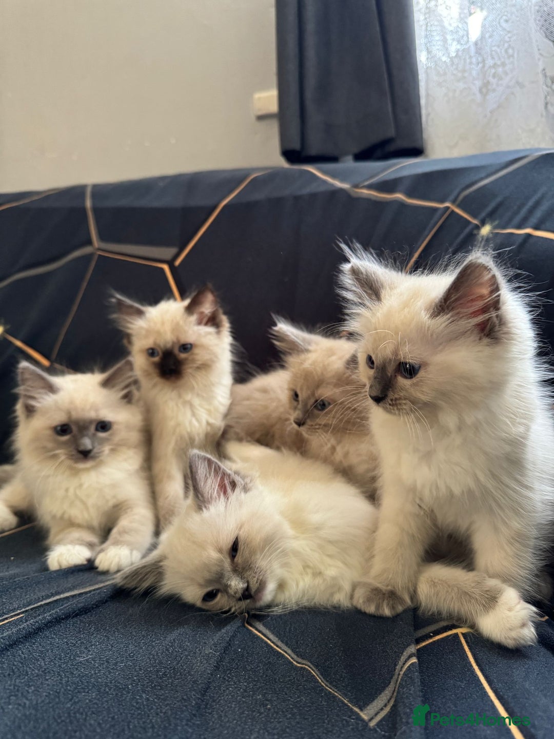 Ragdoll cats for sale: I've got some adorable Ragdoll kittens 😻🥰🐾 - Image 2