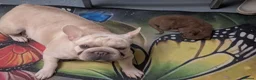Mixed Breed cats for sale: 3 Handsome Male Kittens  - Advert 9