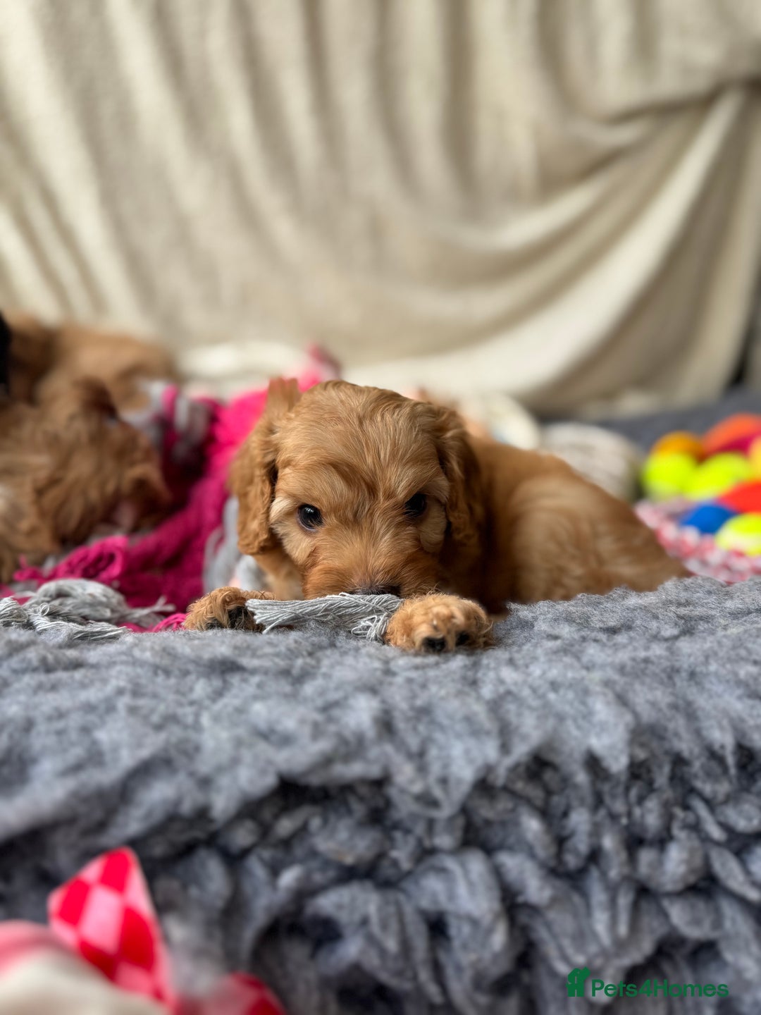 Cavapoo dogs for sale: Quality bred Cavapoo F1 - Image 15