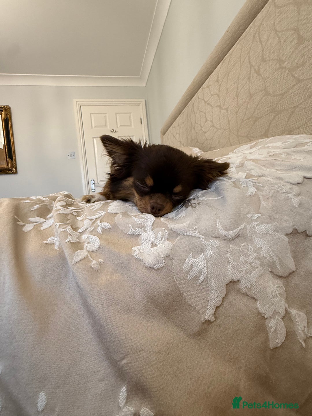 Chihuahua dogs for sale: Rare long haired Chocolate & tan with green eyes  - Image 8