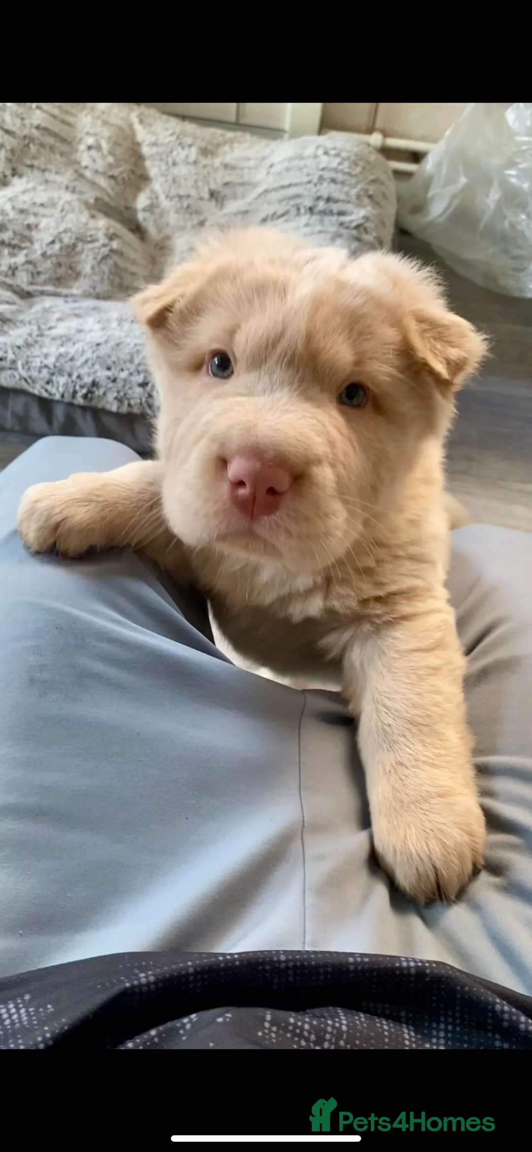 Shar Pei dogs for sale: ✨🐾 Cream Bear Coat Shar Pei Girl Available 🐾✨ - Advert 5