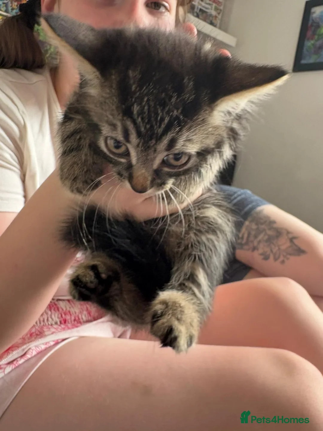 British Shorthair cats for sale: Kittens ready to leave now - Advert 2