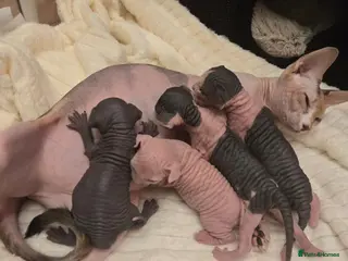 Sphynx cats Amaizing blue eye TICA & GCCF Sphynx Boy 🩷 - Advert 2