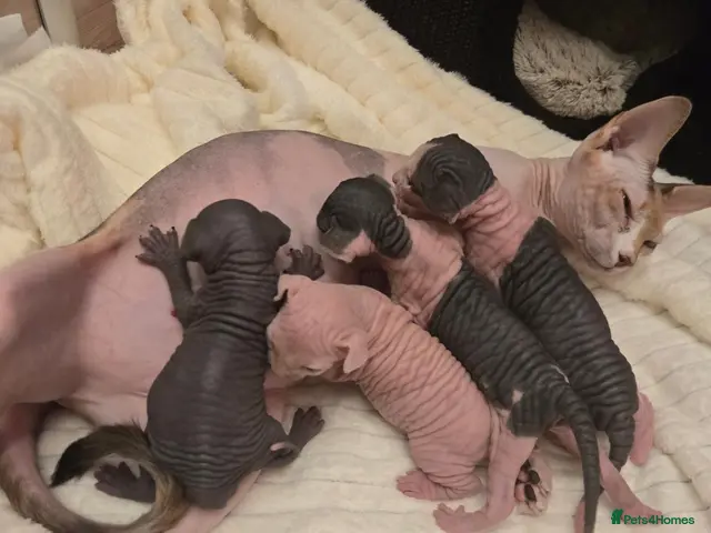 Sphynx cats for sale: Amaizing blue eye TICA & GCCF Sphynx Boy 🩷 - Advert 2