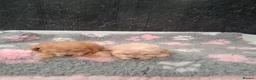 Cavapoo dogs for sale: Beautiful Cavapoo puppys for sale - Advert 3