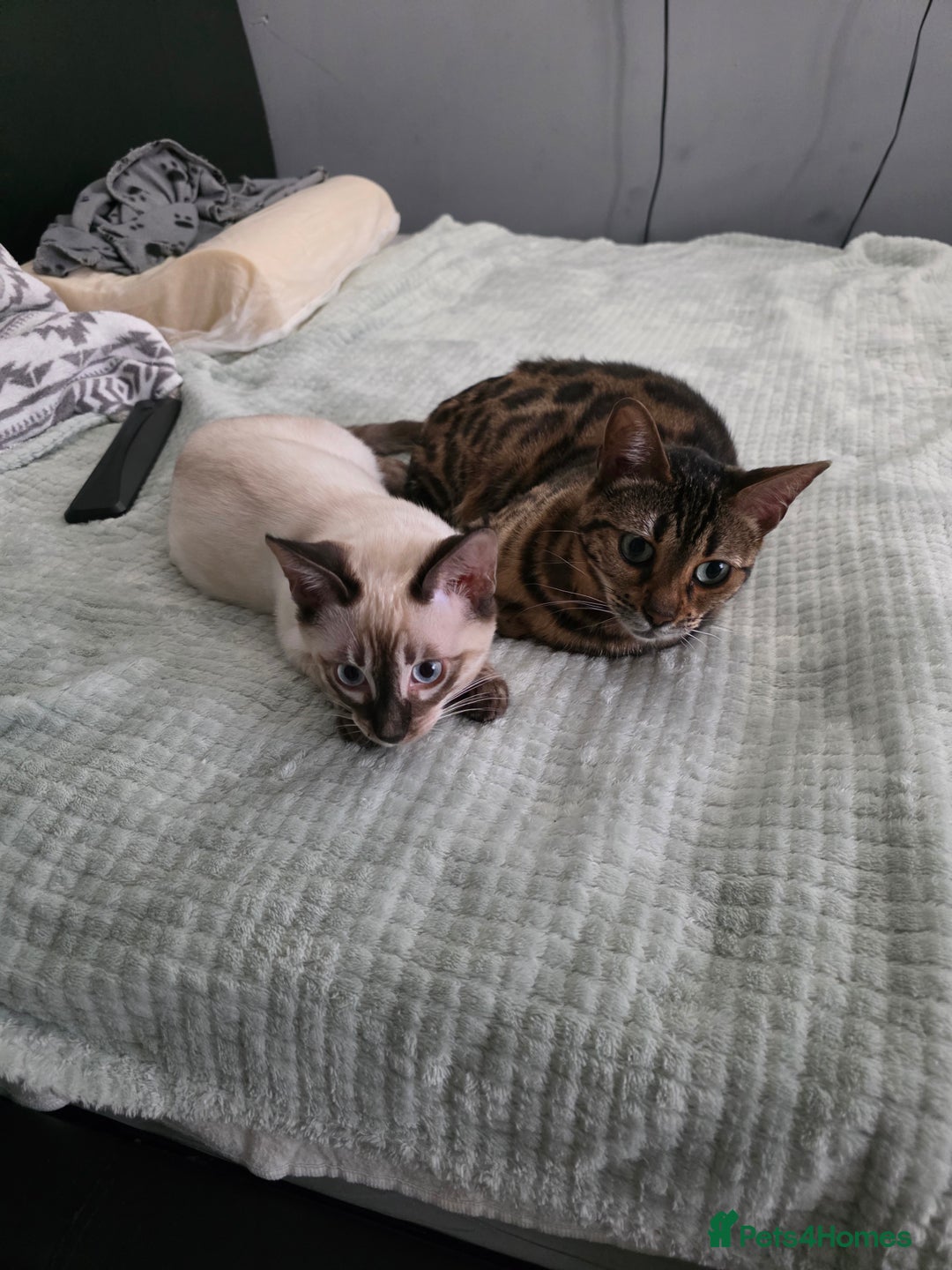 Bengal cats for sale:  CHAMPION LINE Top Quality Bengal -DNA Tested - Image 4