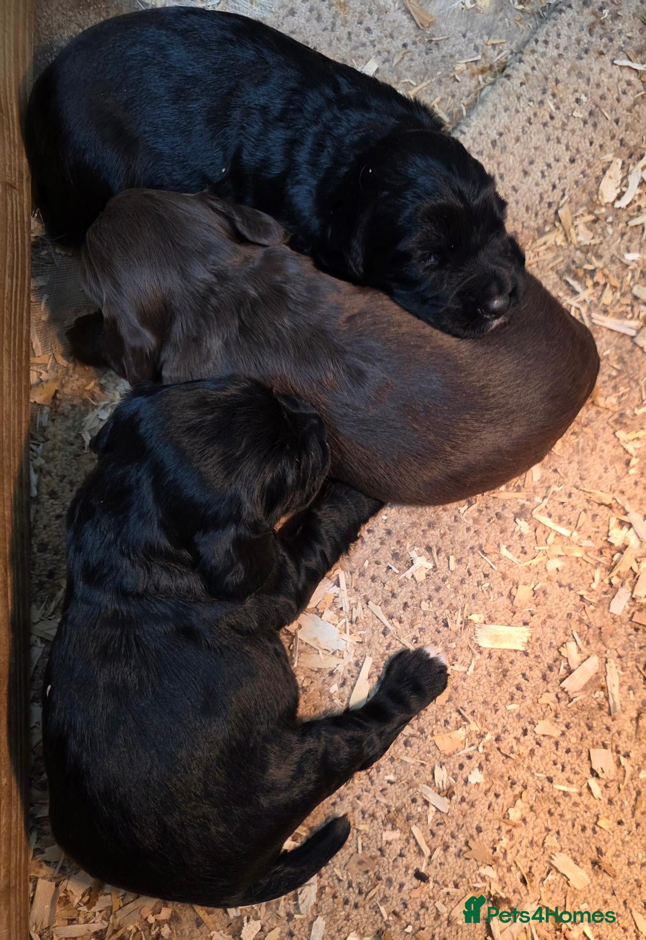 Sprocker dogs Beautiful Sprockers  - Advert 17