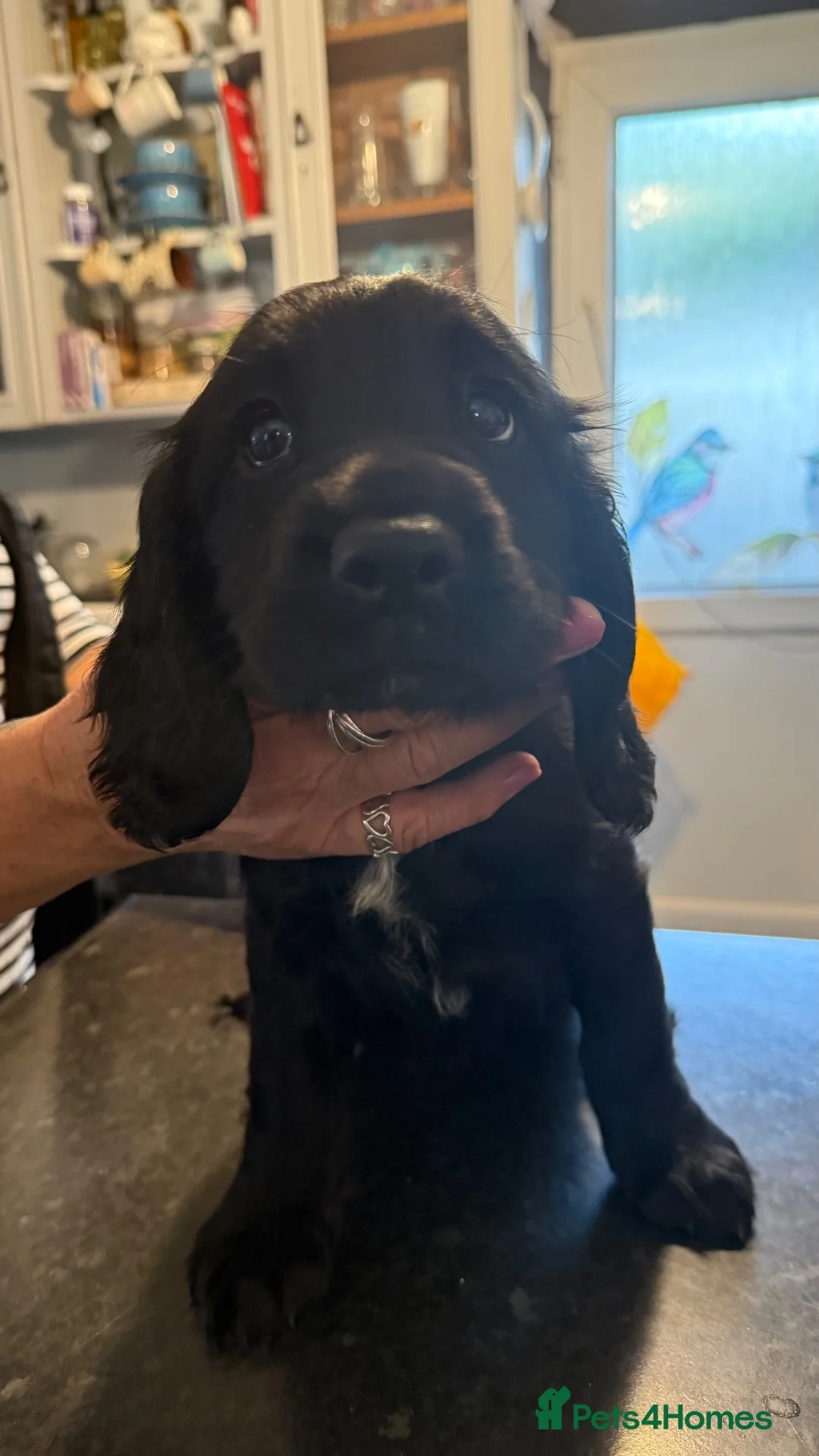 English Springer Spaniel dogs for sale: English springer spaniel puppies for sale - Advert 15