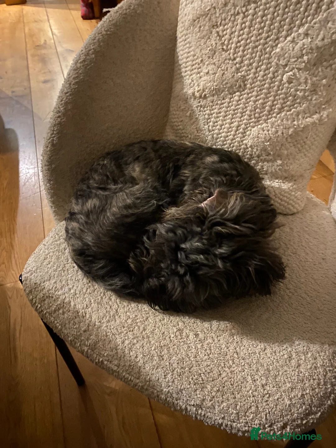 Yorkiepoo dogs for sale: Ozzy x - Advert 2