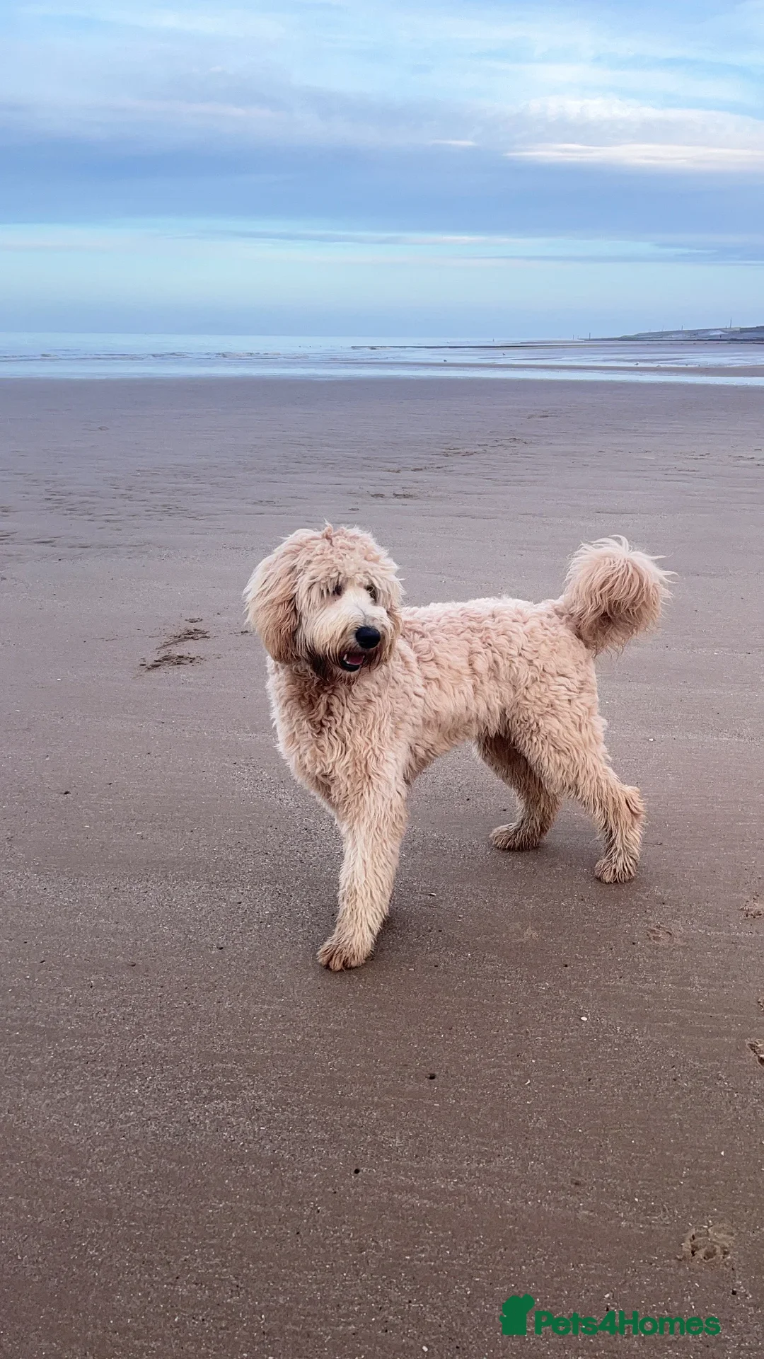 Mixed Breed dogs for sale: 🐾 🧸 *Ready Saturday* Beautiful Doodles 💕🐾 - Image 29
