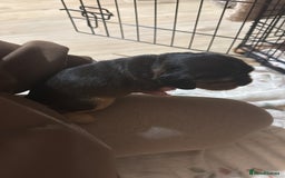 Cocker Spaniel dogs for sale: Gorgeously adorable Show Cocker Spaniels - Advert 24