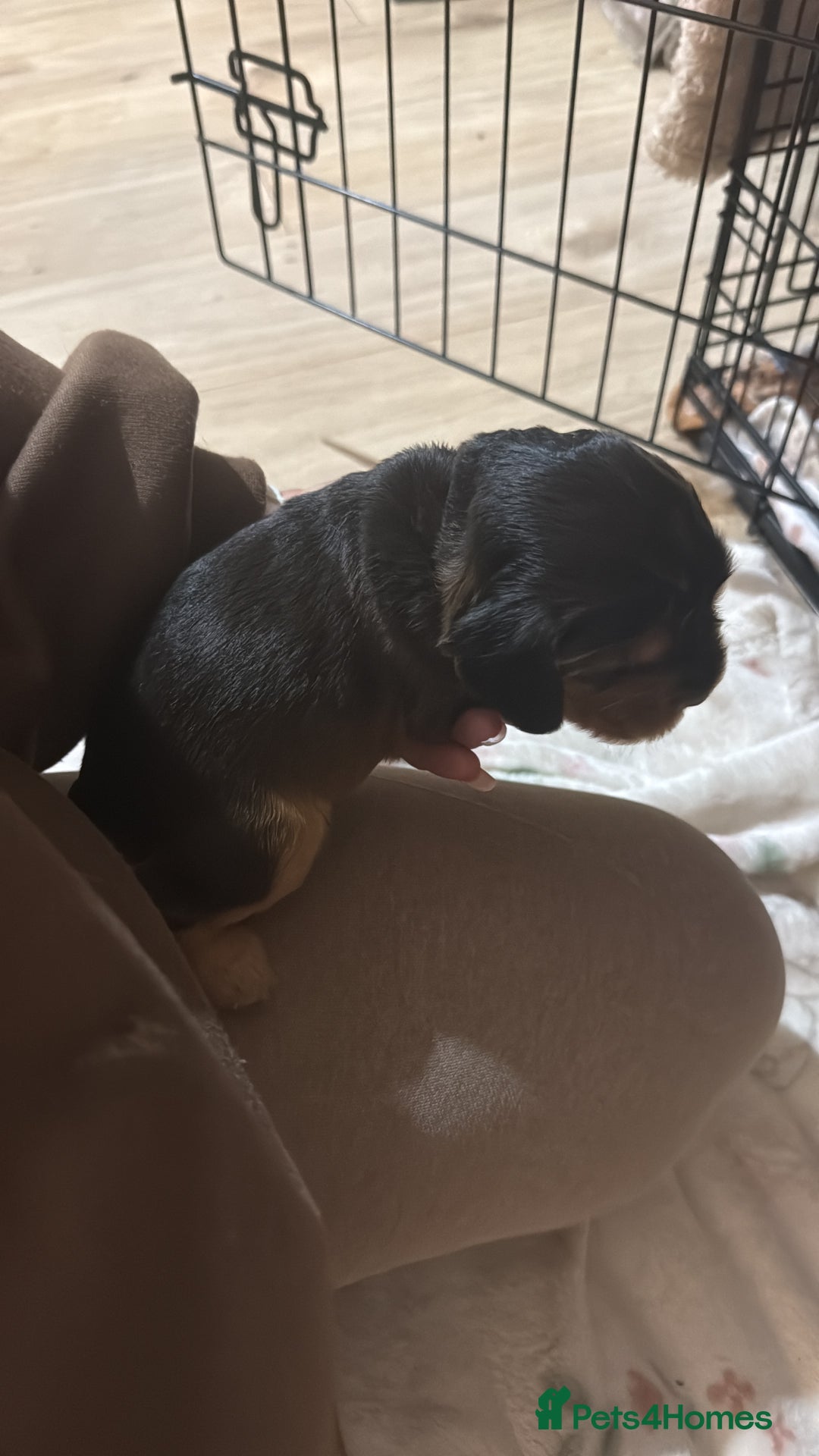 Cocker Spaniel dogs for sale: Gorgeously adorable Show Cocker Spaniels - Advert 24