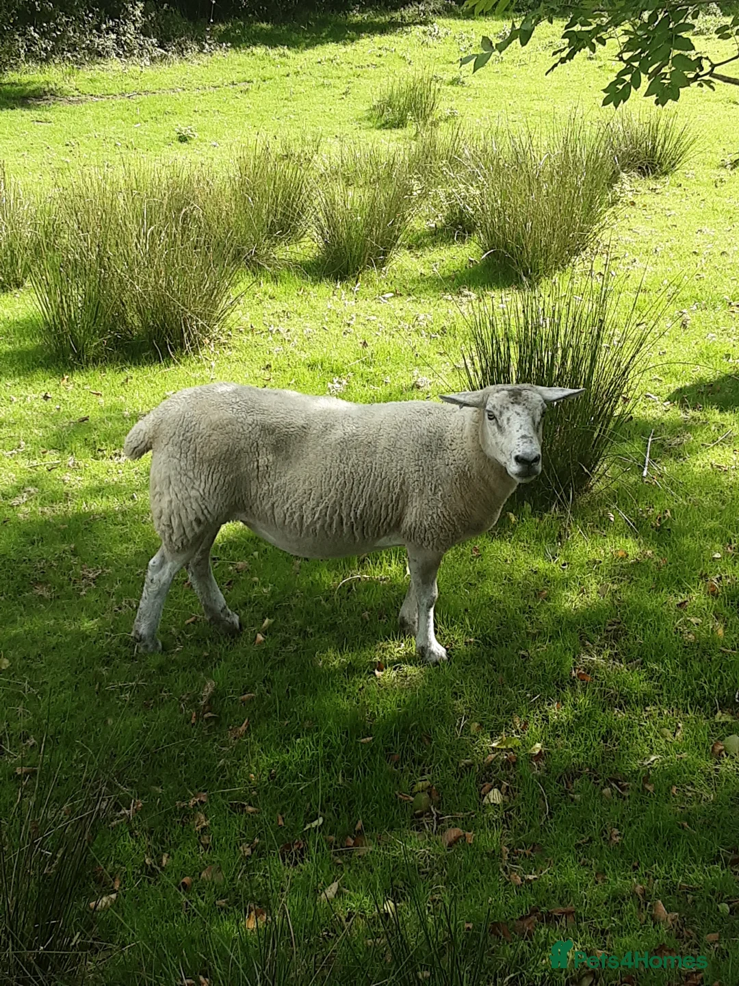 Sheep livestock for sale: Dorset mule ewes in Lymington - Advert 2