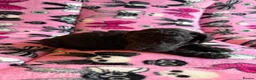 Standard Poodle dogs for sale: Kennel Club Registered Standard Poodle Puppies - Advert 24